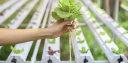 Viewpoint: Why does ‘Big Organic’ oppose hydroponics and other sustainable farming innovations? [Hint: $$$]